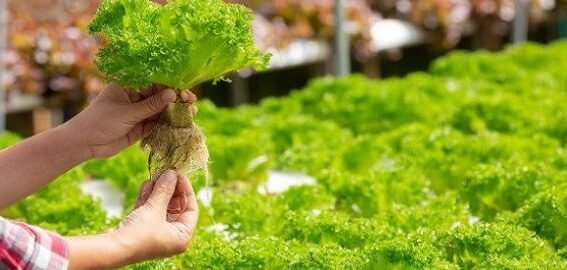 دراسة جدوى مشاريع زراعية متميزة وحديثة – دليلك الشامل للانطلاق بثقة